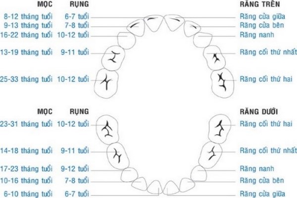 Hệ răng sữa - Nha Khoa Trường Sơn